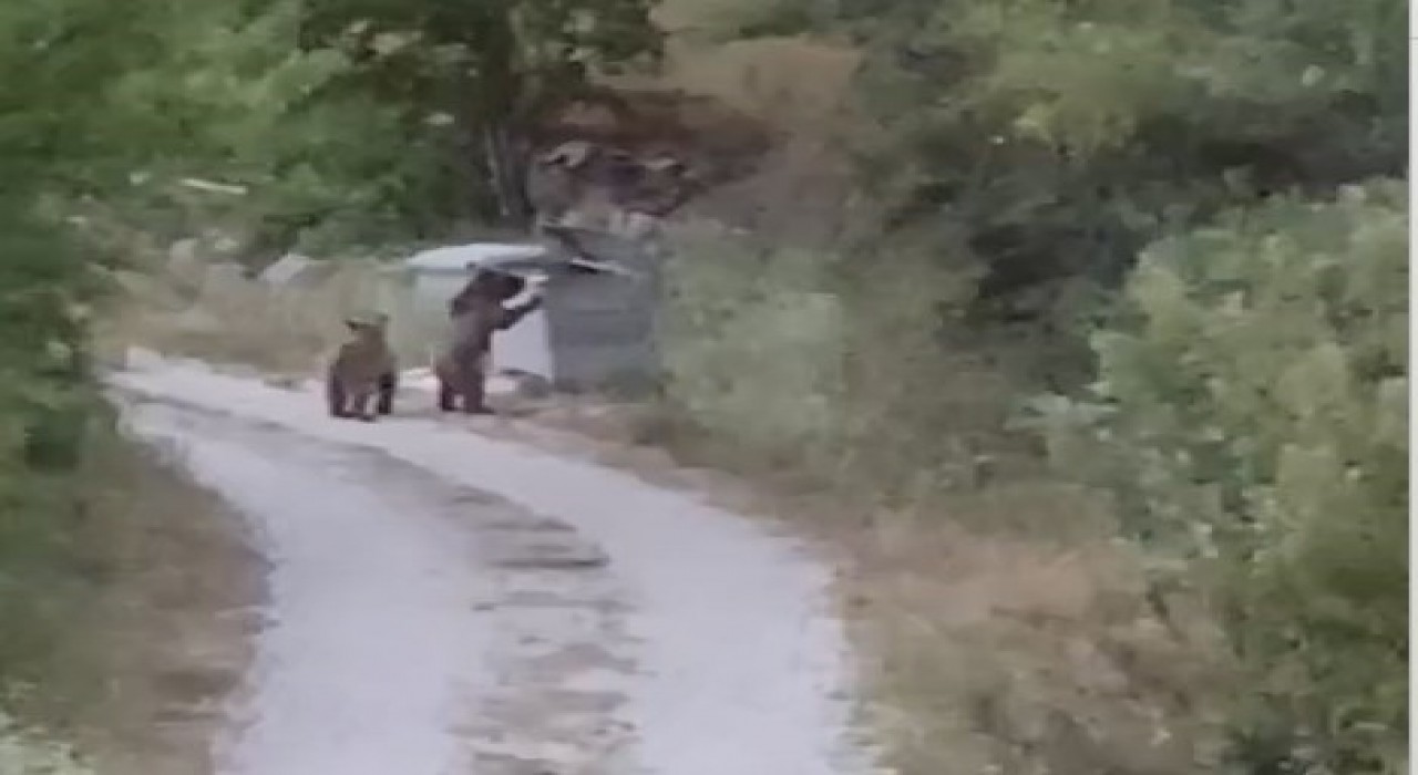 Köye inen ayıları Gülümseyin çekiyorum diyerek cep telefonuyla kaydetti