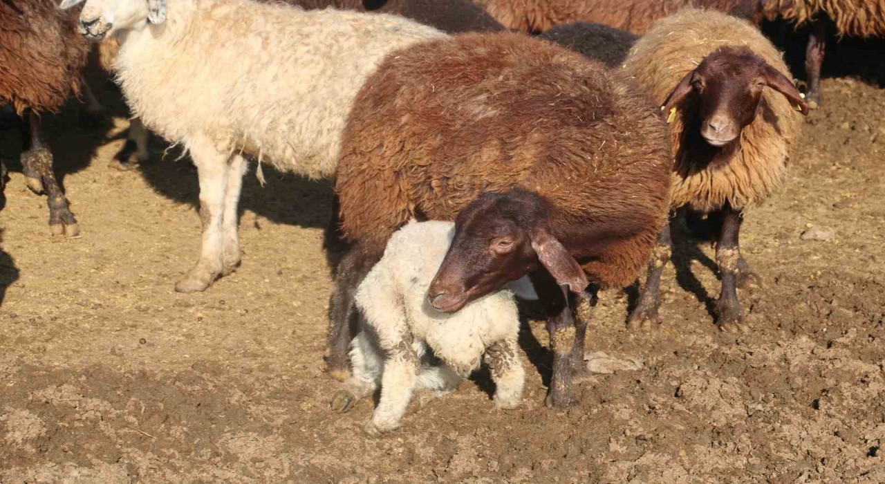 ‘Köyümde Yaşamak İçin Bir Sürü Nedenim Var projesinde kredi limiti 1 milyon 200 bin liraya yükseltildi