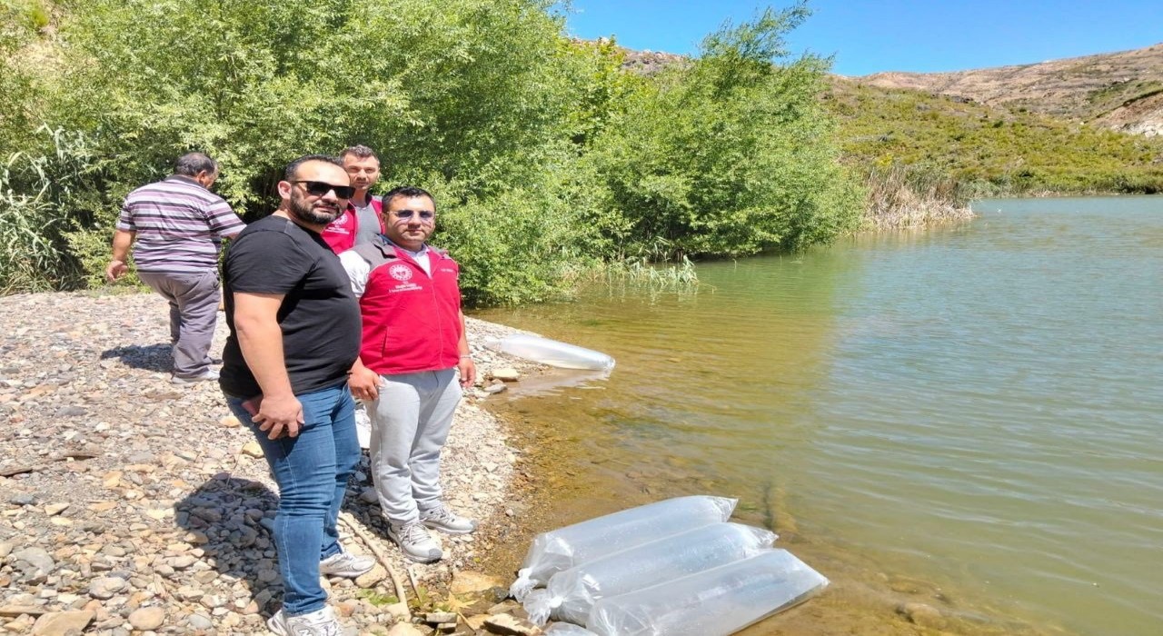 Kozağaç Baraj Gölüne 40 bin sazan yavrusu bırakıldı