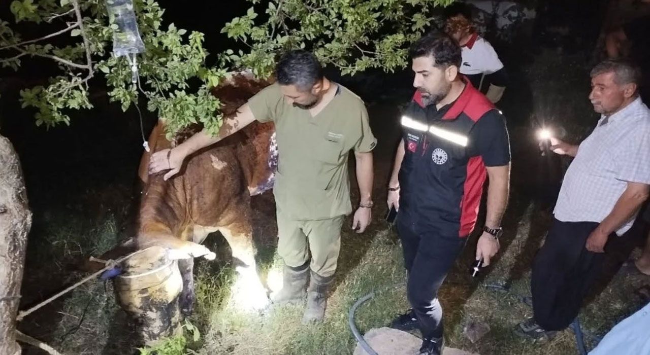 Kozan’da Ahır Yangını: 5 İnek Telef Oldu, 2 İnek Yaralı Kurtarıldı
