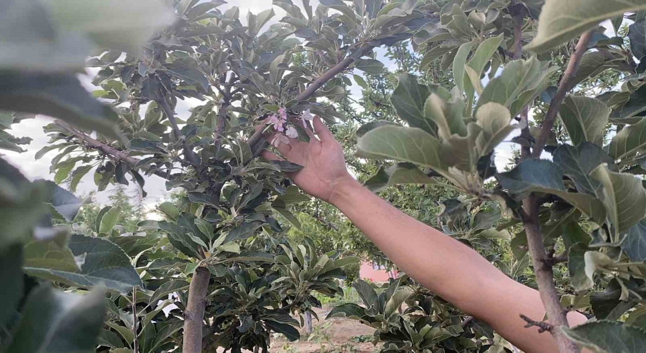 Kuluda elma ağacı çiçek açtı
