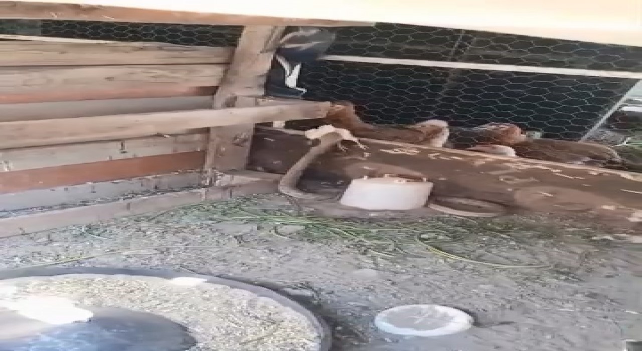 Kümese giren yılan civcivi telef etti