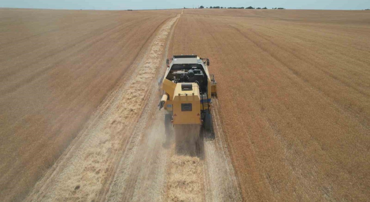 Kurak yıla rağmen umut veren hasat: Verimde yüzde 30 artış