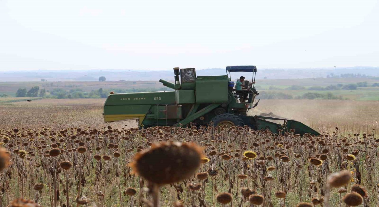 Kuraklık Çukurovada ayçiçeği hasadını erkene çekti