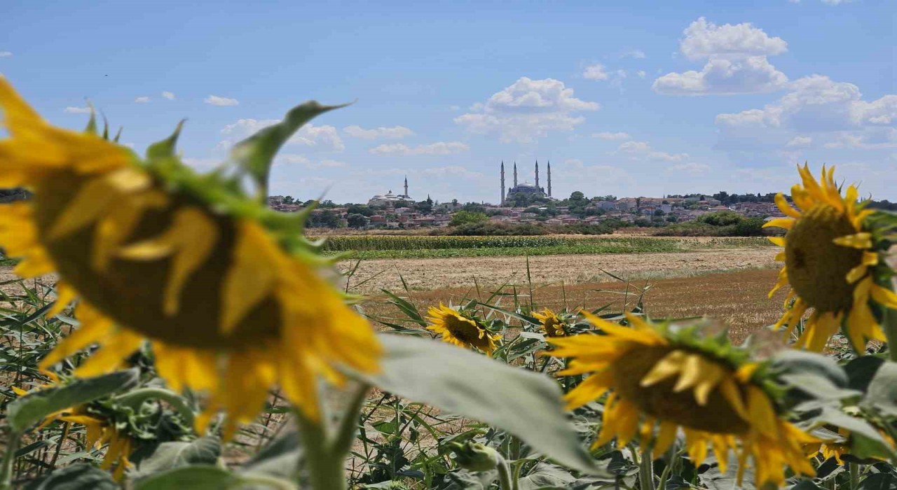 Kuraklık Trakyayı vurdu: Ayçiçeğinde verim alarmı