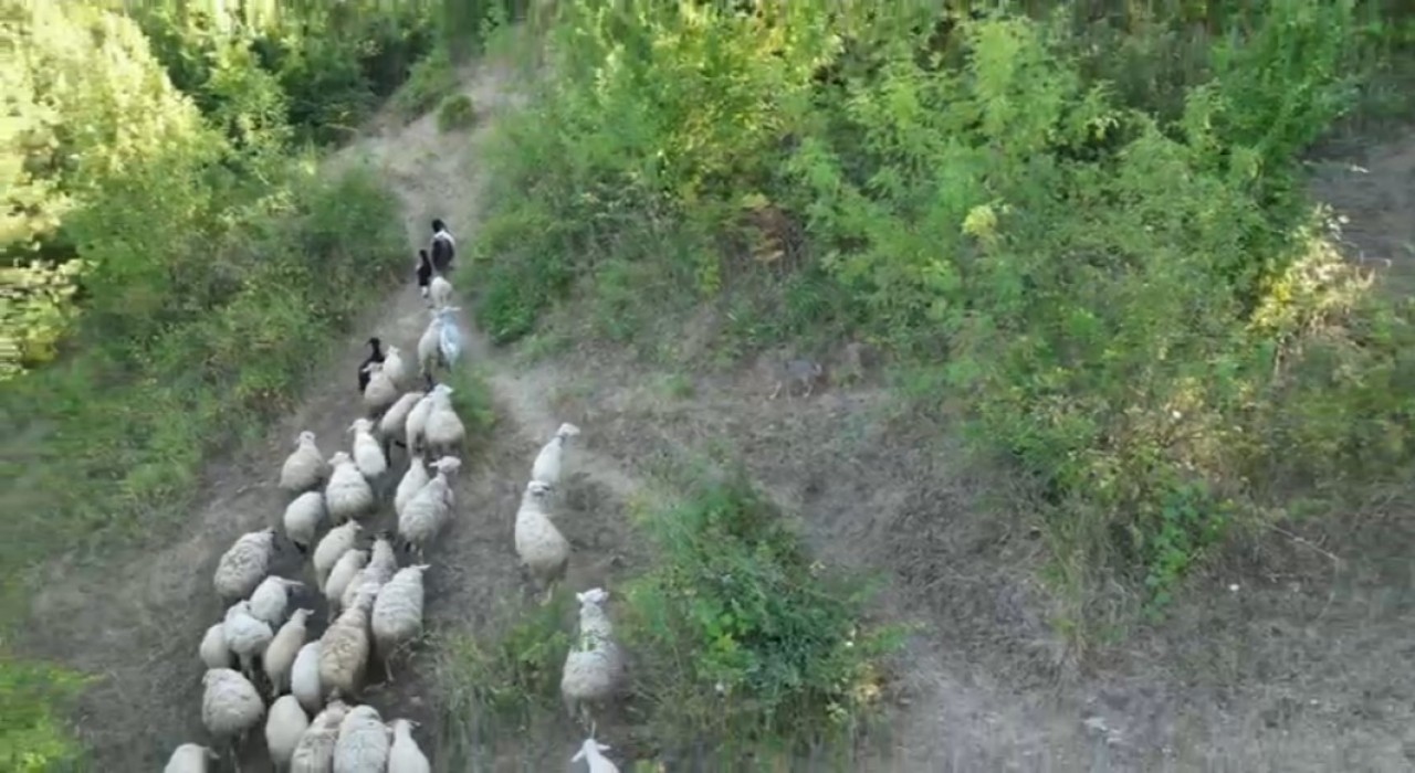 Kurdun koyunlara saldırısı dronla önlendi