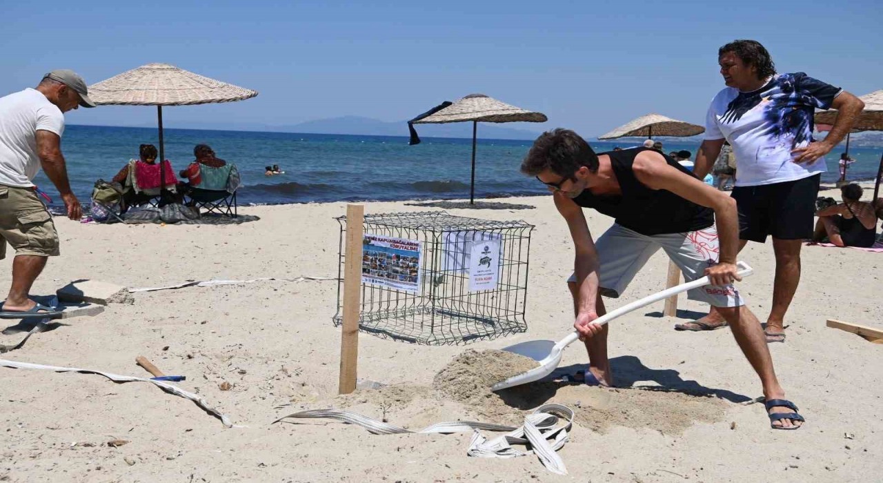 Kuşadasında caretta caretta yumurtaları zarar görmemesi için taşındı