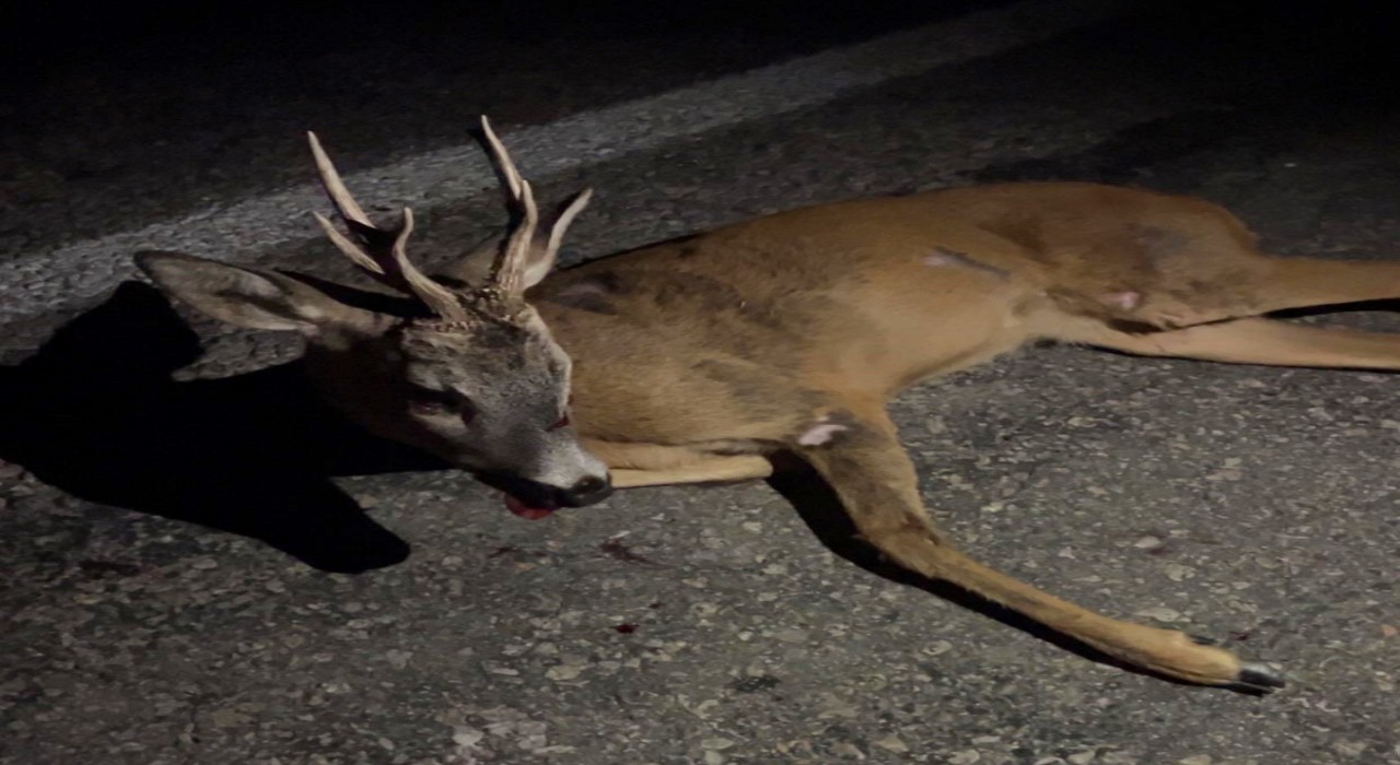 Kütahyada yaralı karaca tedavi altına alındı