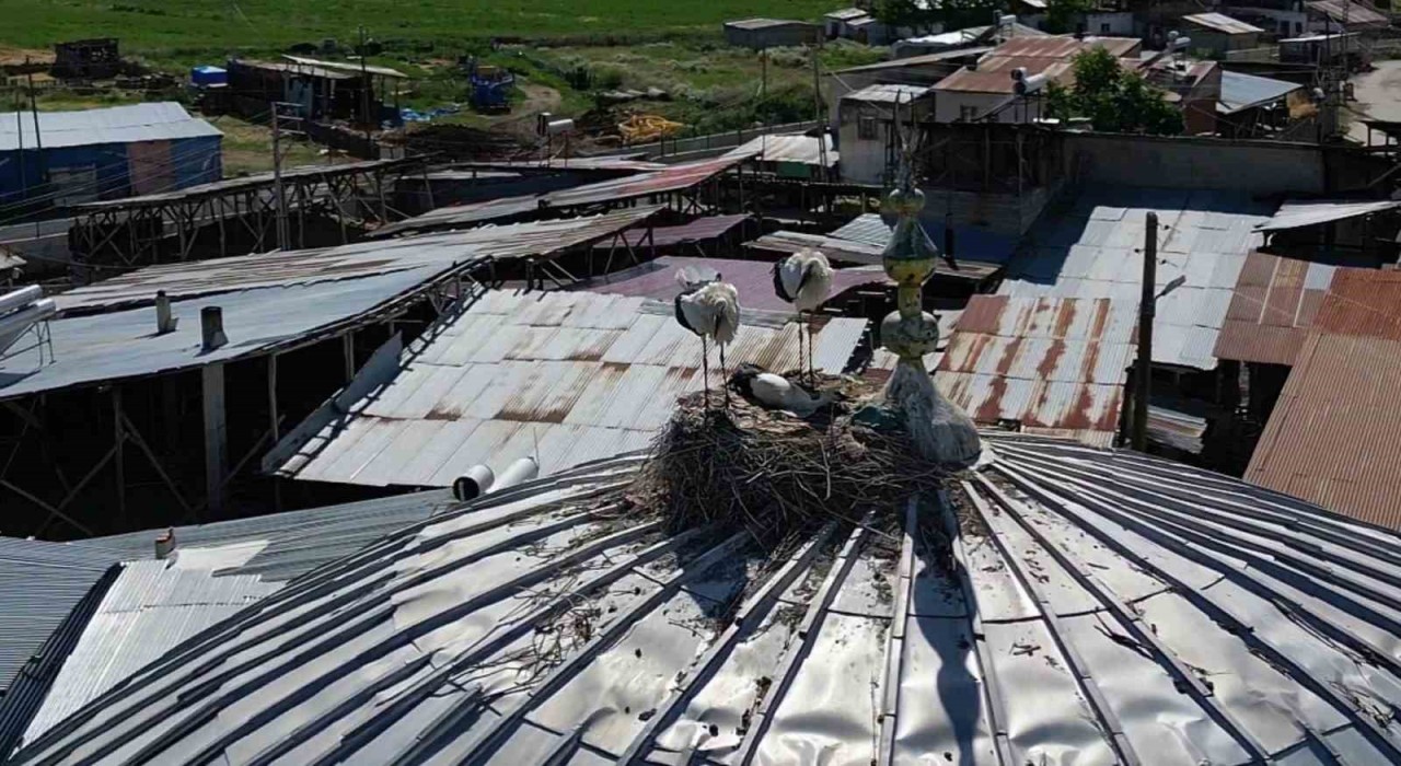 Leylekler Güzelova Mahallesini mesken tuttu