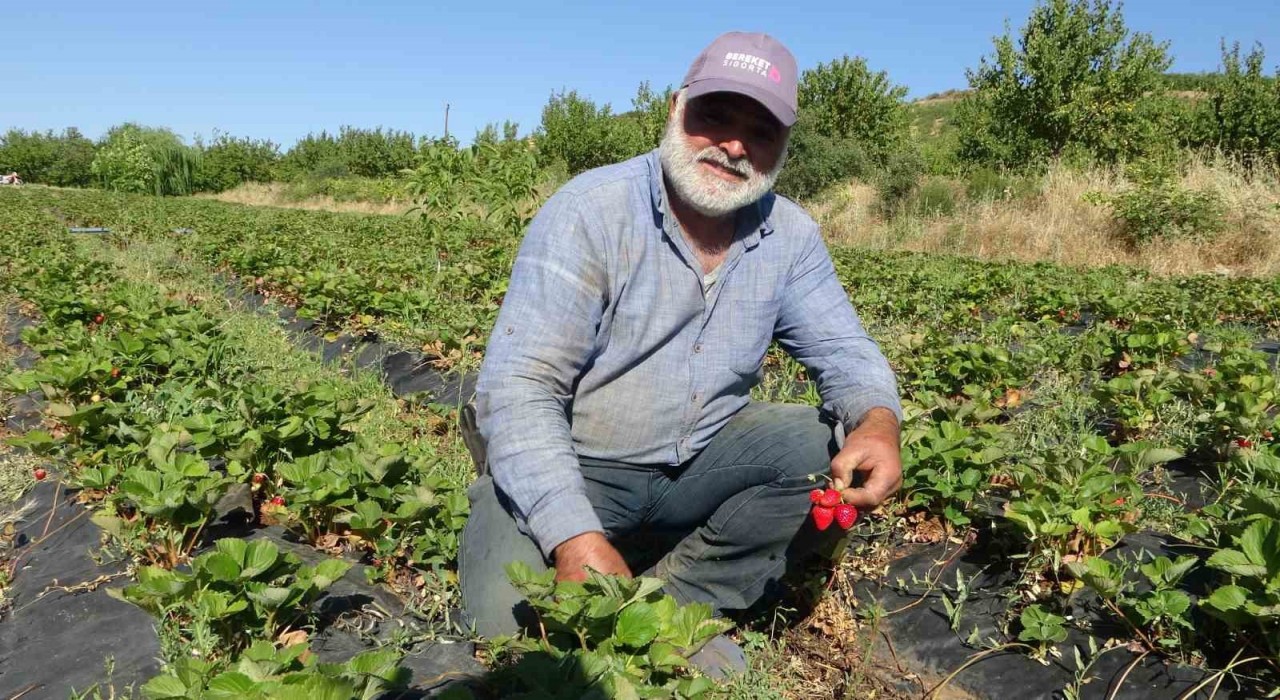 Malatyada çilek hasadı yüzleri güldürüyor