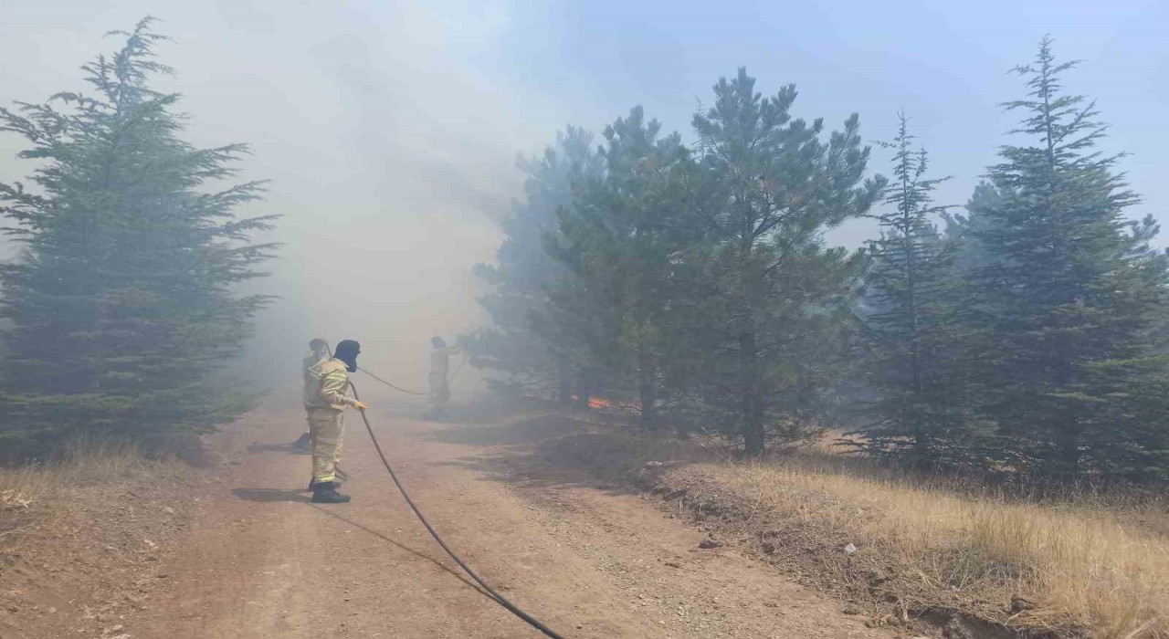 Malatyada ormanlık alanda yangın