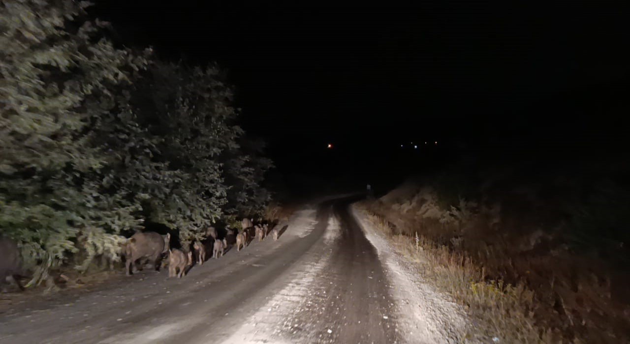 Malatyada yaban domuzu sürüsü görüntülendi