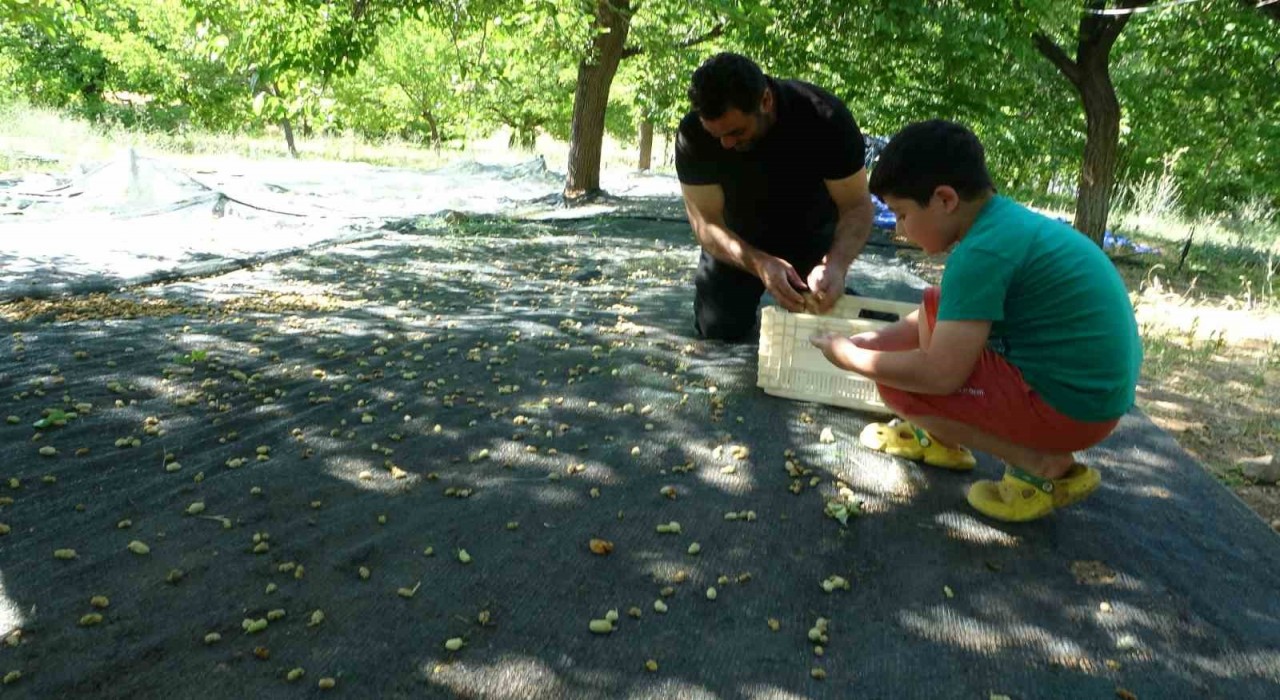 Malatyada zirai donun vurduğu bölgelerde meyve üretiminde baraj çevresi umut oldu