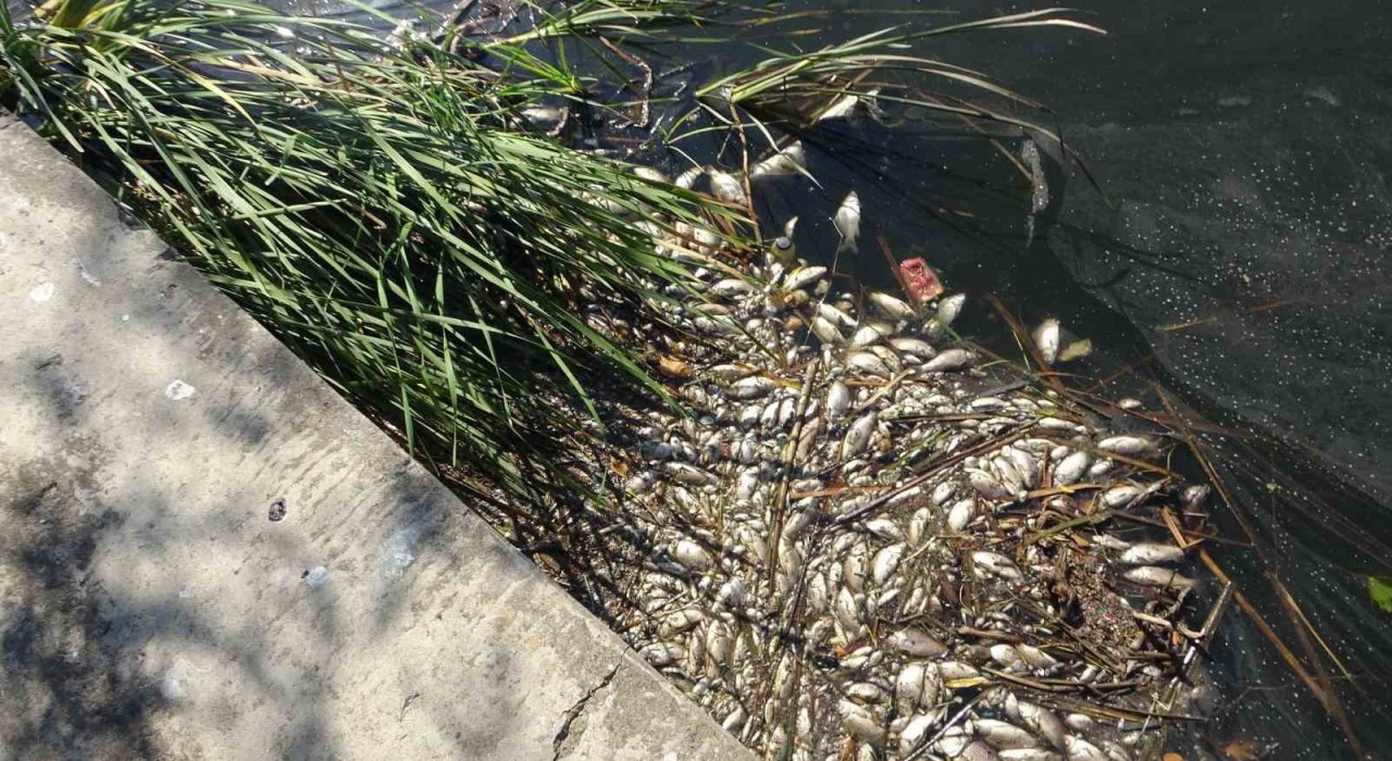 Maltepe Süreyyapaşa Barajında şüpheli balık ölümleri vatandaşları endişelendiriyor