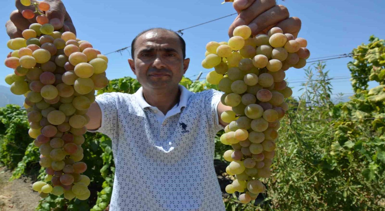 Manisada çilek uzümü hasadı başladı