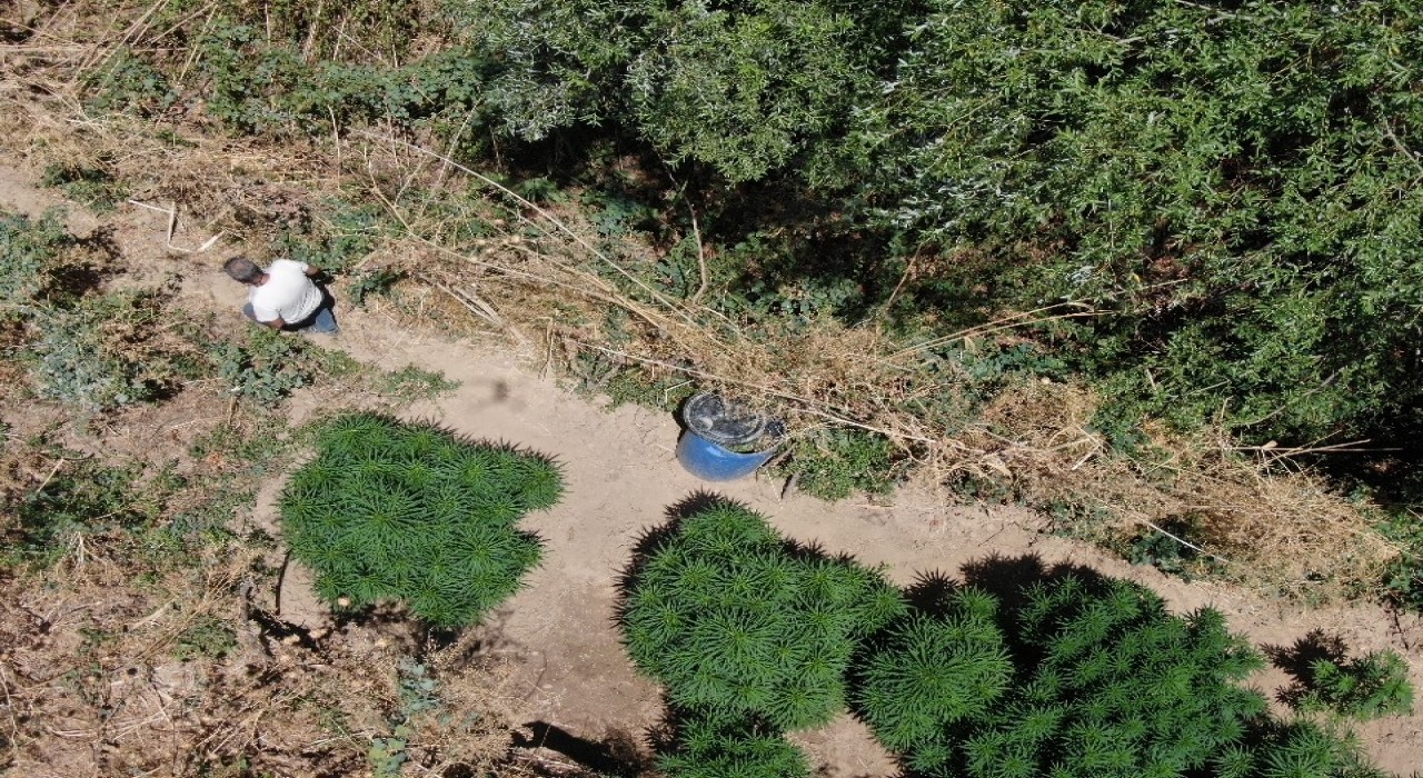 Manisada jandarmadan büyük uyuşturucu operasyonu