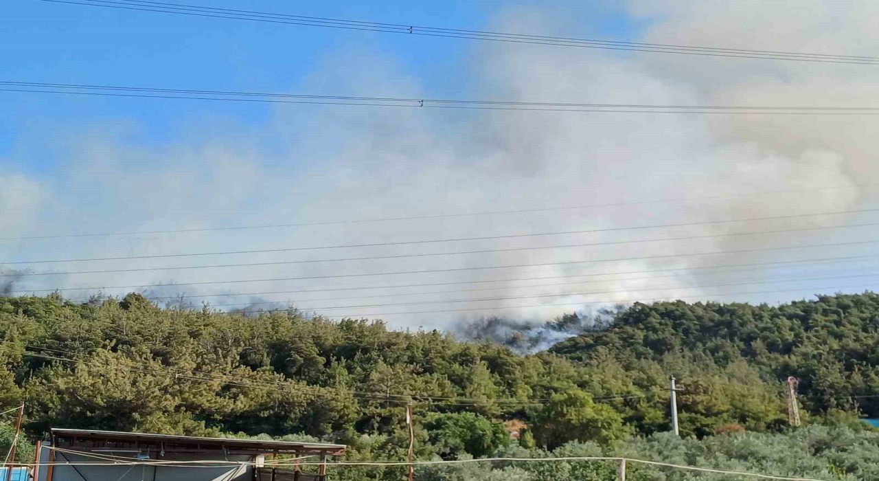 Manisada orman yangını