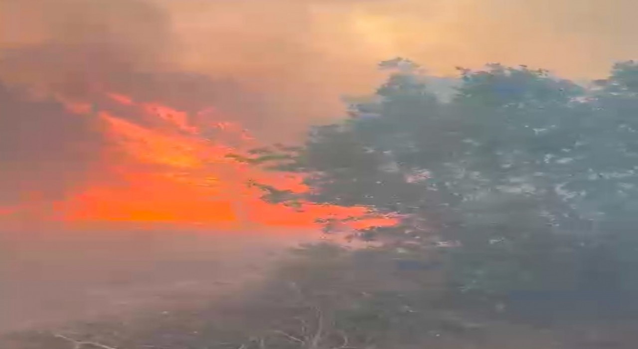 Manisada orman yangını