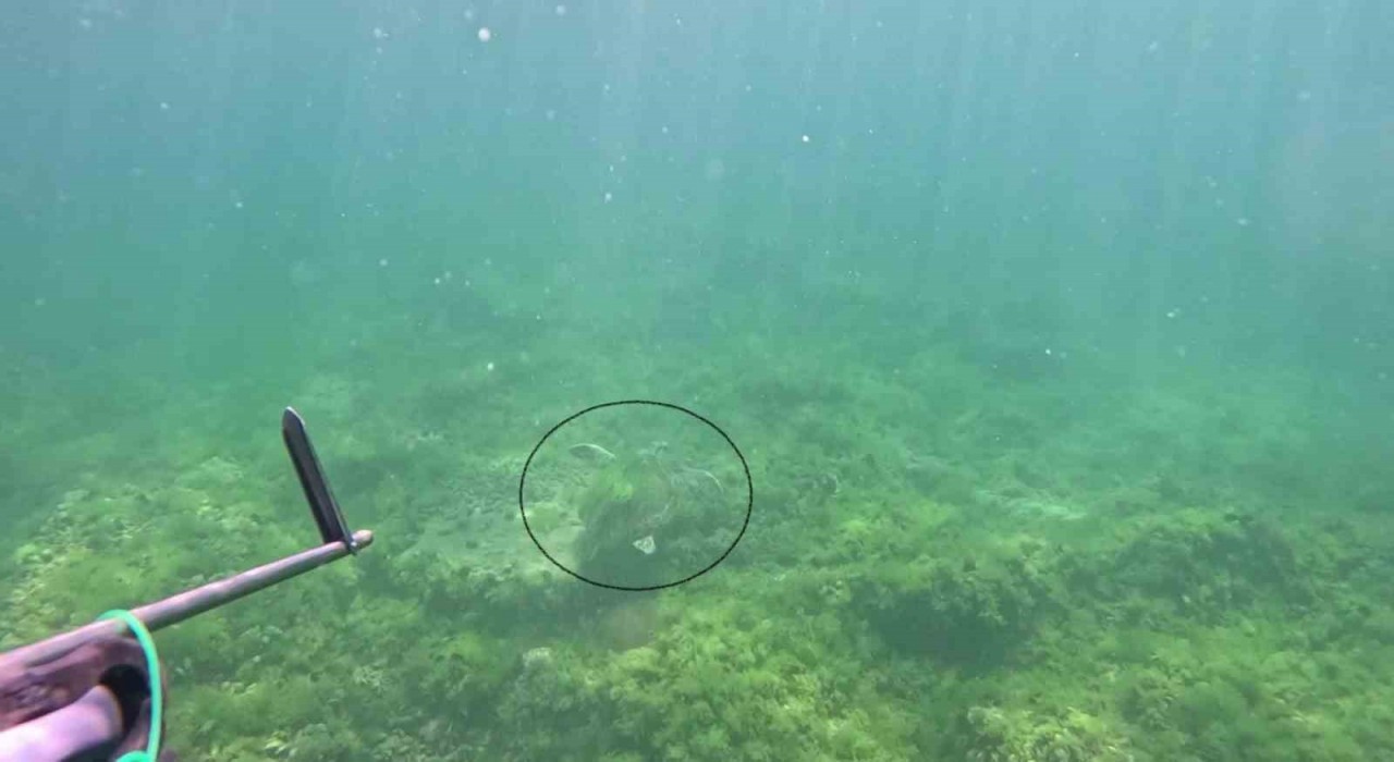 Marmara Denizinde bir ilk: Caretta caretta su altında görüntülendi