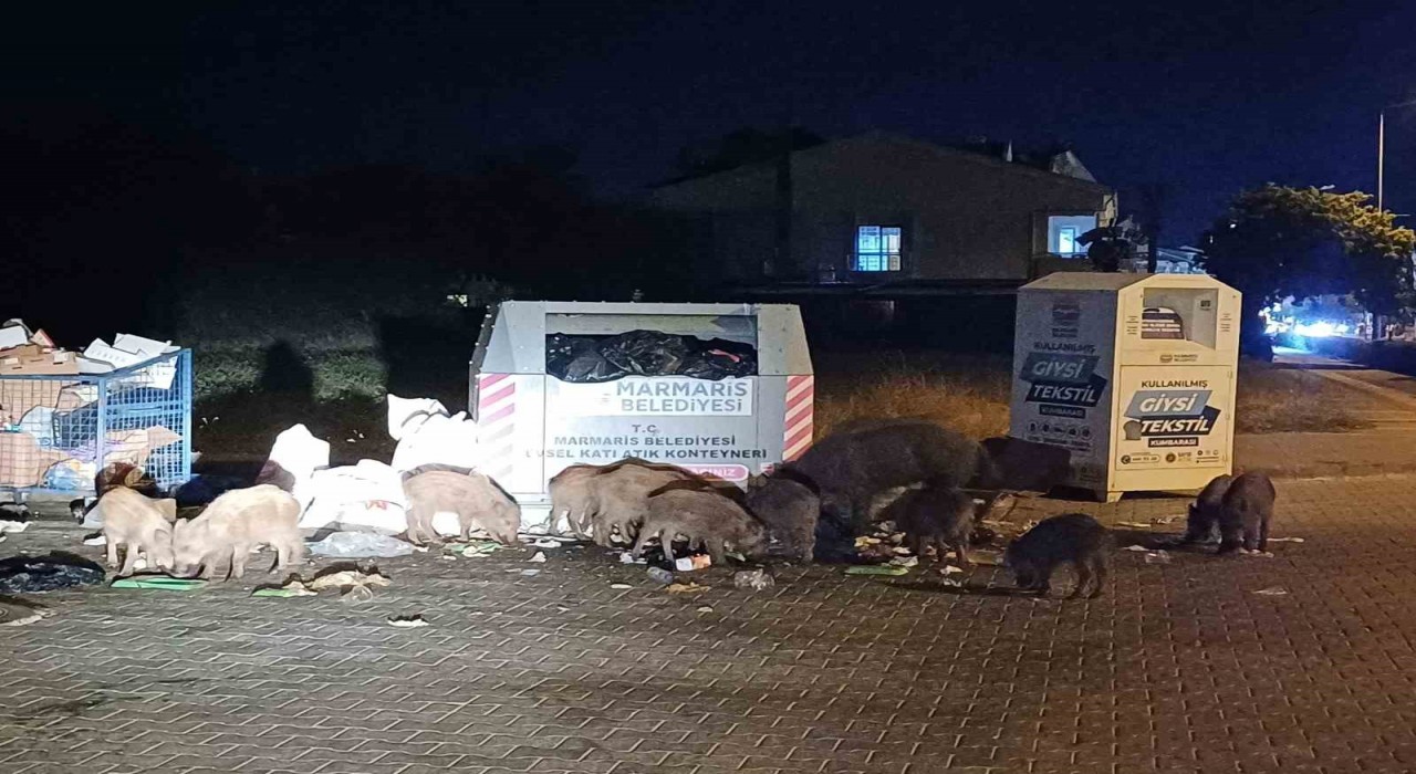 Marmaris Belediyesinin duyarsızlığı şehri domuz çiftliğine çevirdi