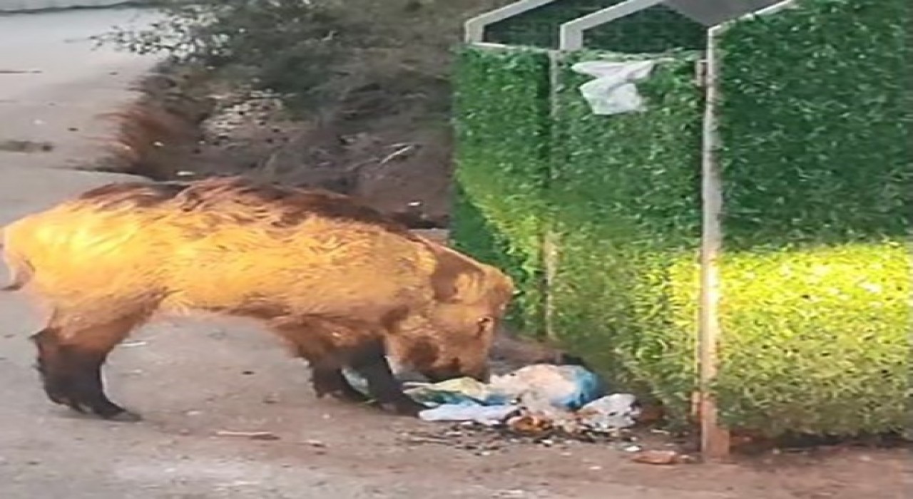 Marmarisi domuzlar istila etti