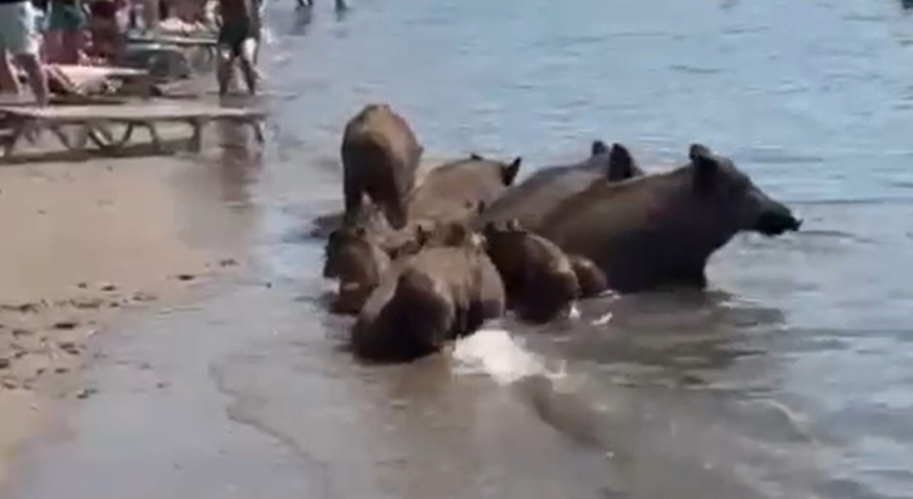 Marmariste yaban domuzları denize girerek serinledi