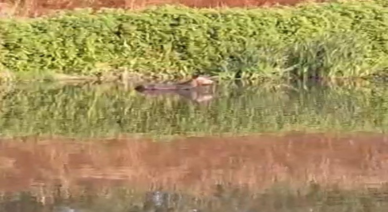 Melen Çayına düşen eşeği itfaiye kurtardı