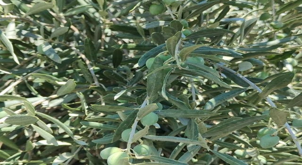 Menteşe Göktepede zeytinliklerde Entegre Mücadele denetimi