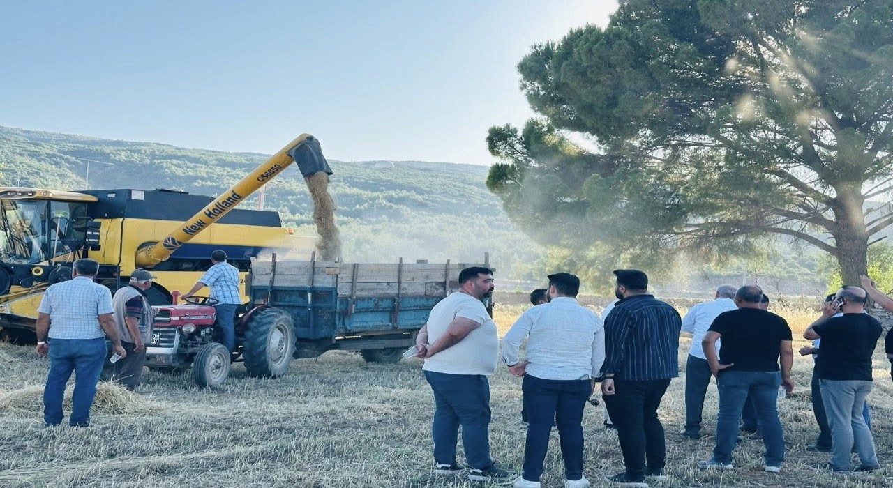 Menteşede buğday hasadında sona yaklaşıldı: 7 bin ton rekolte bekleniyor