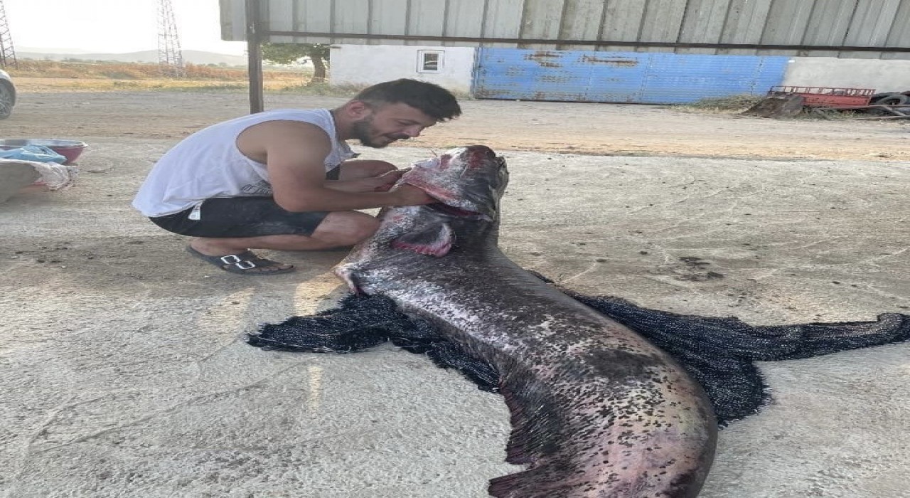 Meriç Nehrinde 73 kiloluk yayın balığı yakalandı