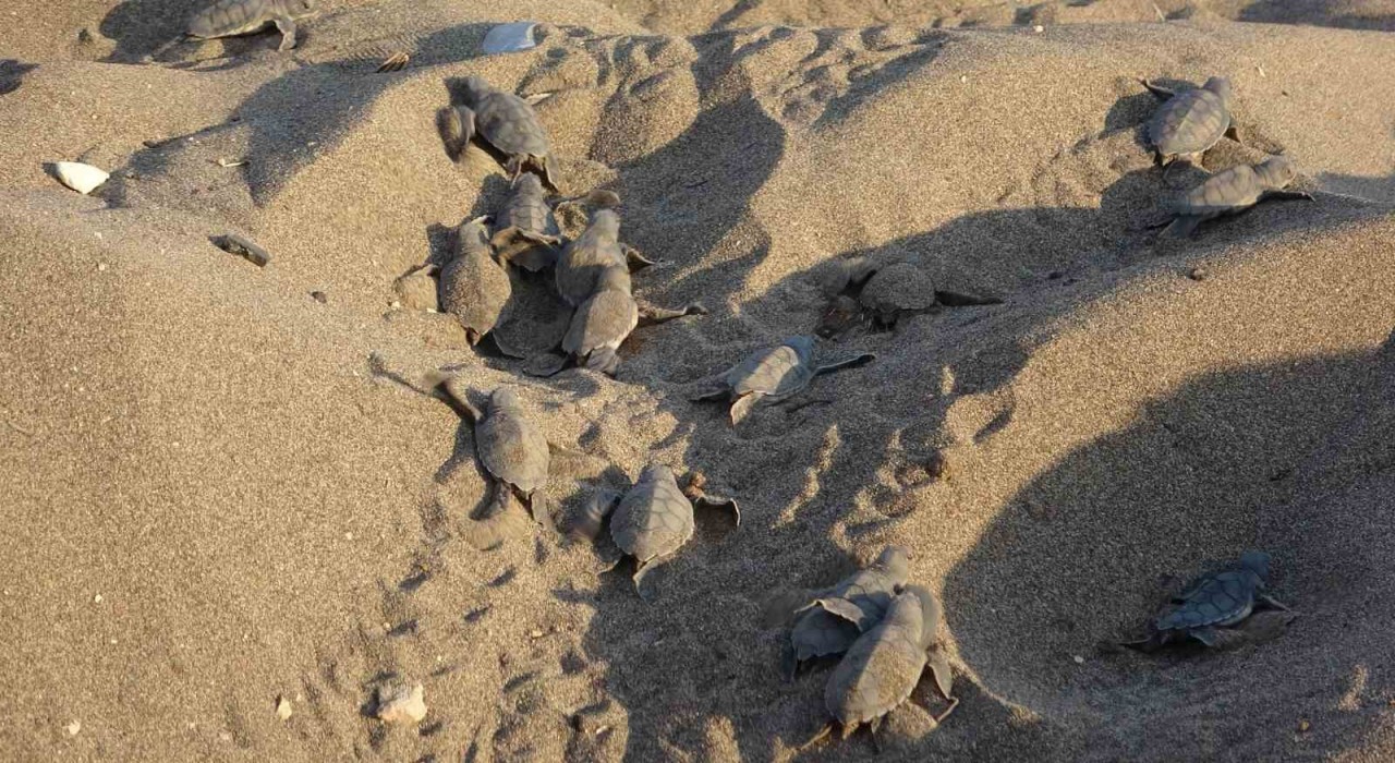 Mersin sahillerinde deniz kaplumbağalarının ilk yavruları Akdenizle buluştu