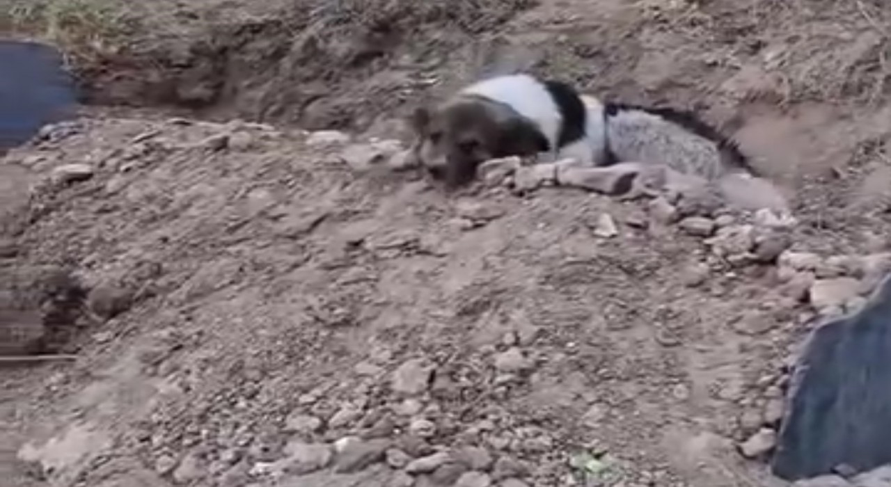 Mezar başında vefa nöbeti: Sahibinin mezarından ayrılmıyor