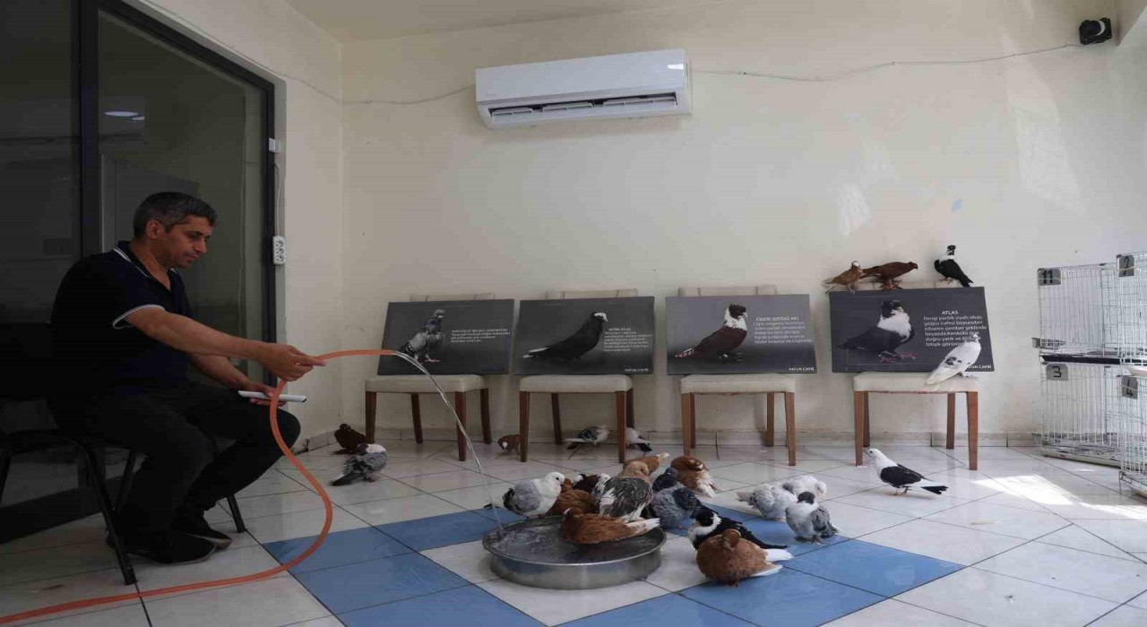 Milyonluk yerli ırk güvercinlere kavurucu sıcakta 5 yıldızlı otel konforunda hizmet