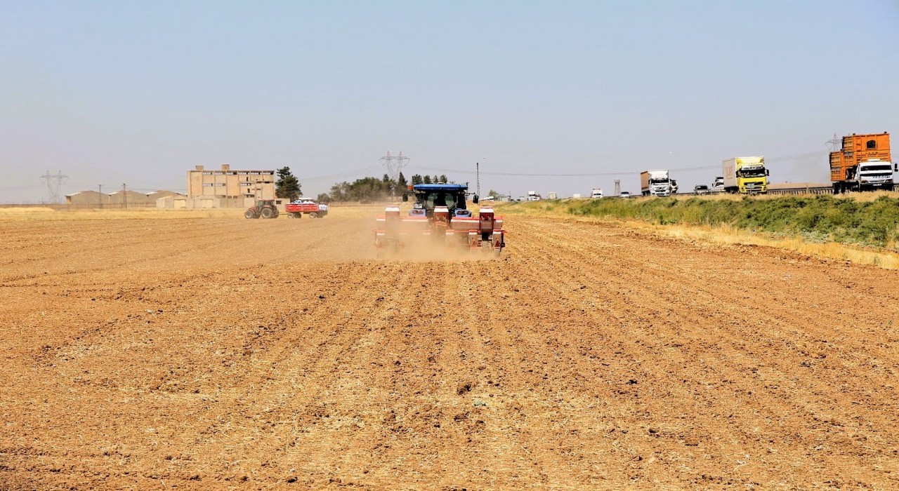 Mısır ekimi yasağına rağmen kaçak sulama, enerji altyapısını tehdit ediyor