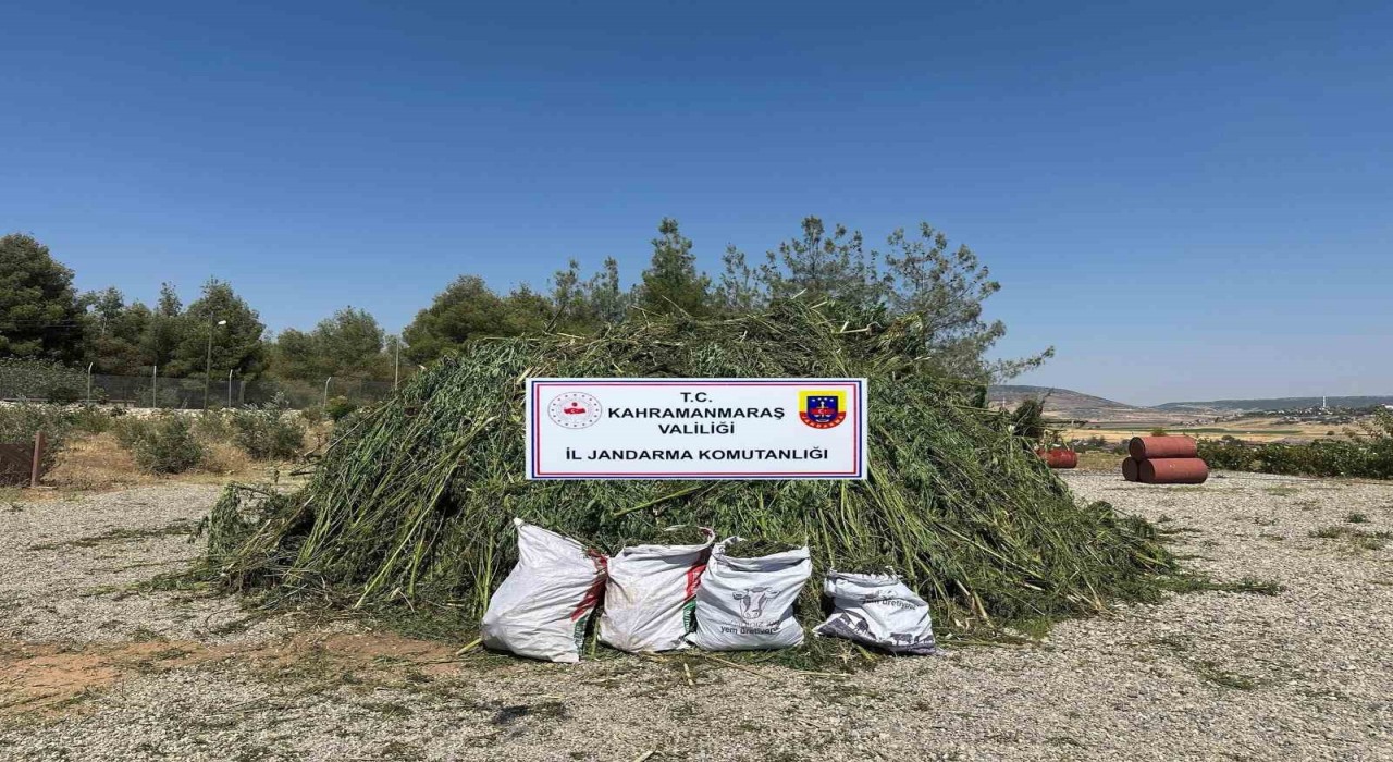 Mısır tarlasında ele geçirilen 45 bin kök kenevire 4 tutuklama