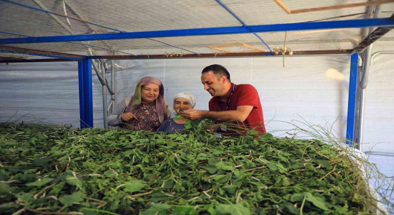 Muğla Büyükşehirden ipekböcekçiliğine tam destek