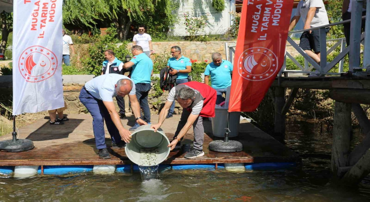 Muğlada 205 bin sazan yavrusu su kaynaklarına bırakıldı
