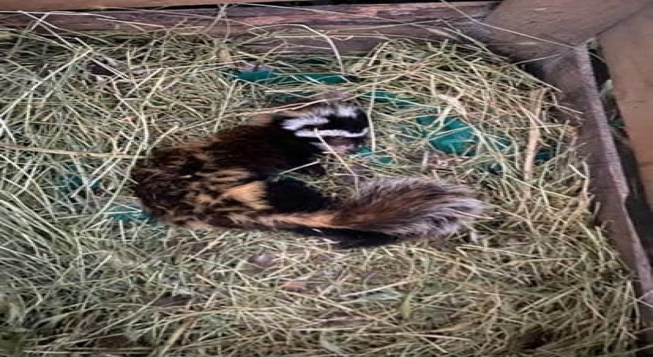 Muşta nesli tehlike altındaki ‘alaca sansar görüntülendi