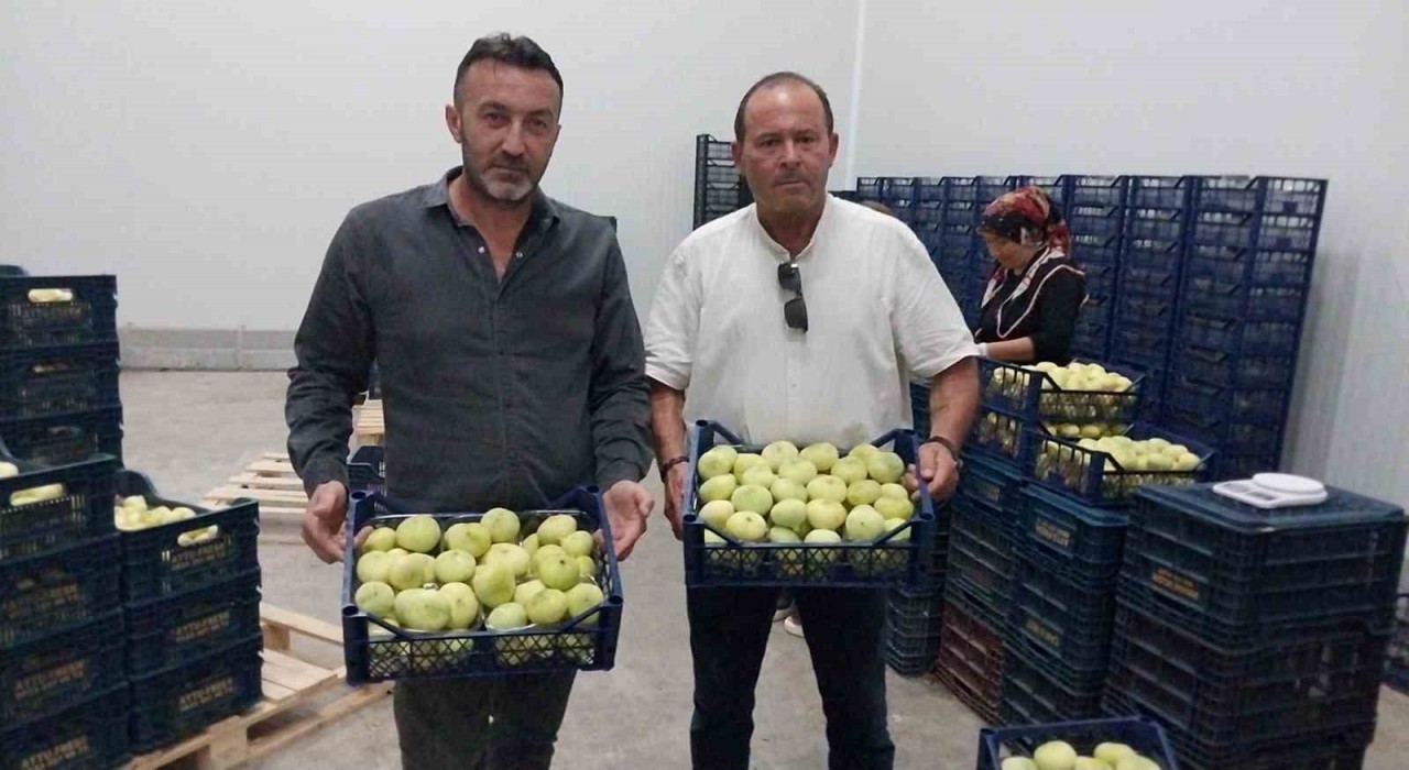 Mut beyaz inciri ihracata gidiyor