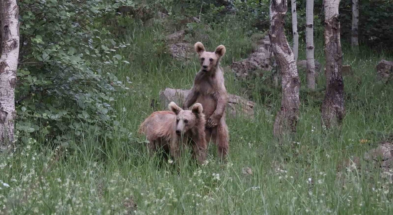 Nemrutta aç kalan boz ayılar çöplere dadandı