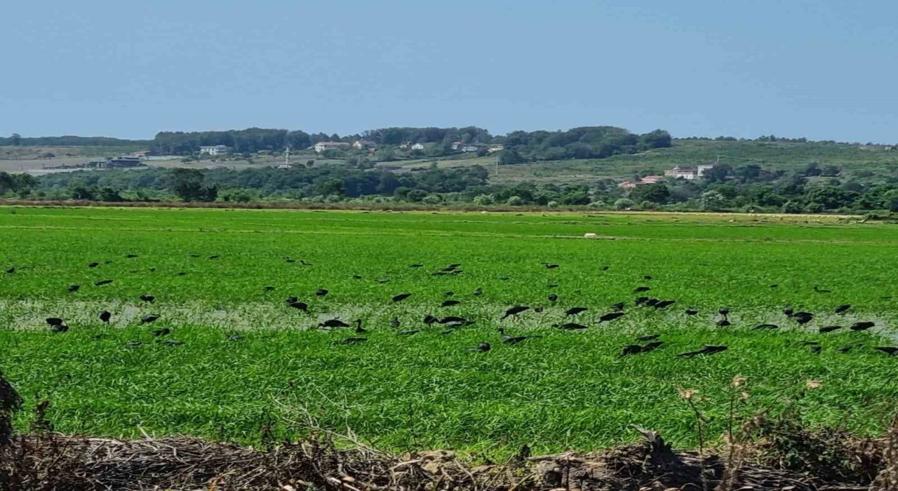 Nesli tehdit altındaki çeltikçi kuşları Sinopta görüntülendi