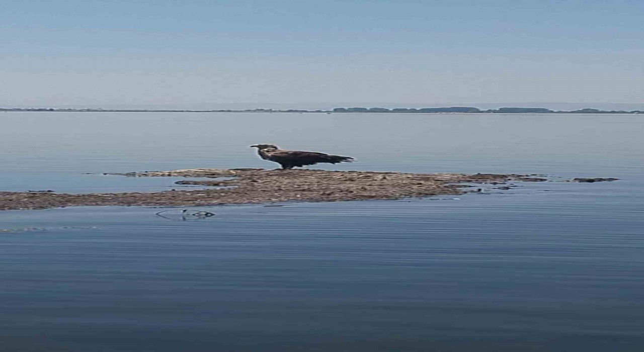 Nesli tehlike altındaki Ak Kuyruklu Kartal, Denizlide görüldü