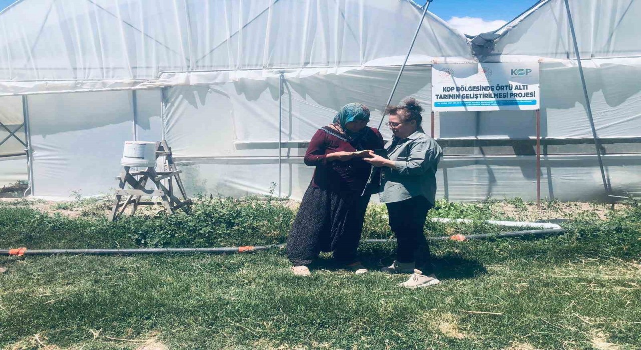 Niğdede KOP destekli seralarda üretim başladı