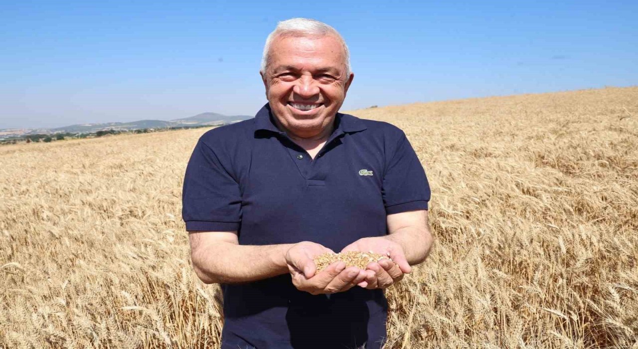 Nilüferde buğday hasadı başladı