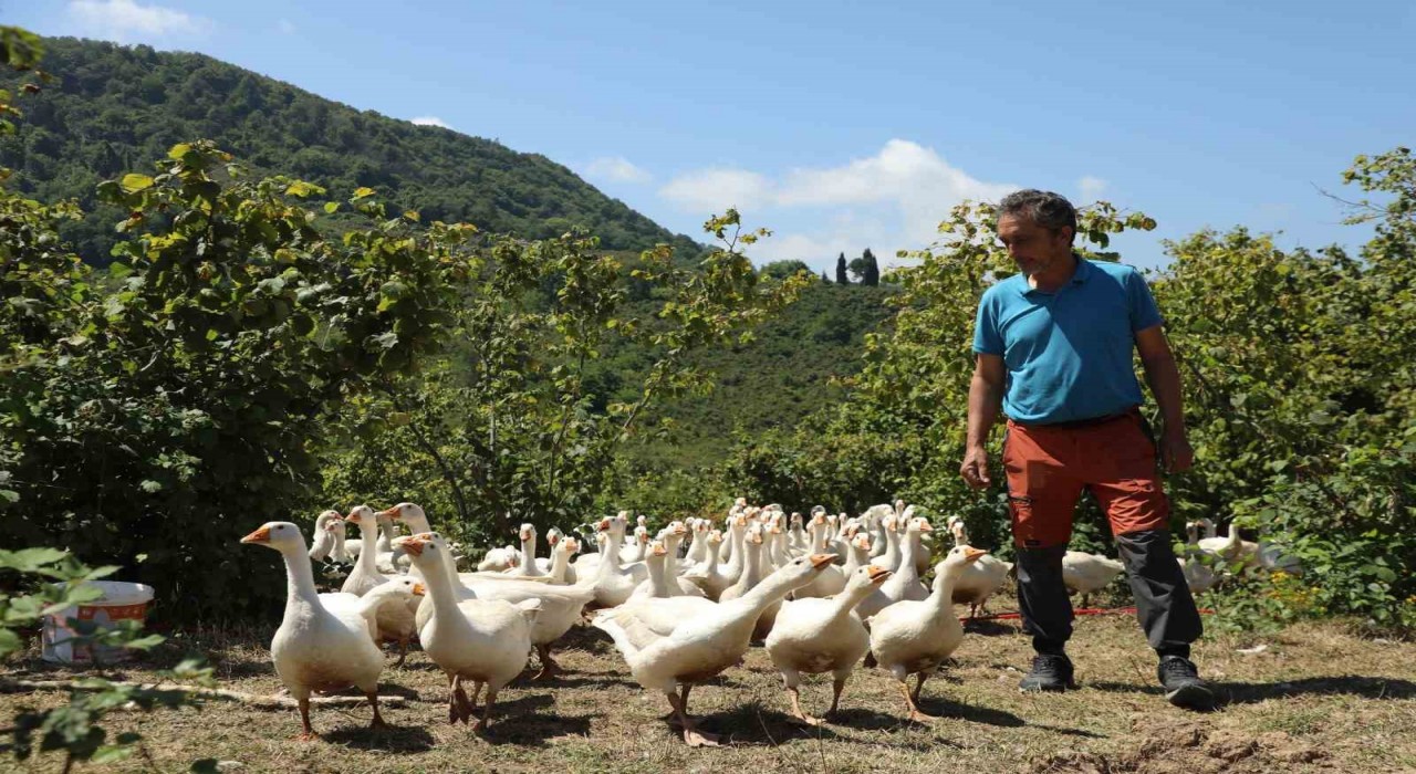 Orduda ‘alım garantili kaz yetiştiriciliği yaygınlaşıyor
