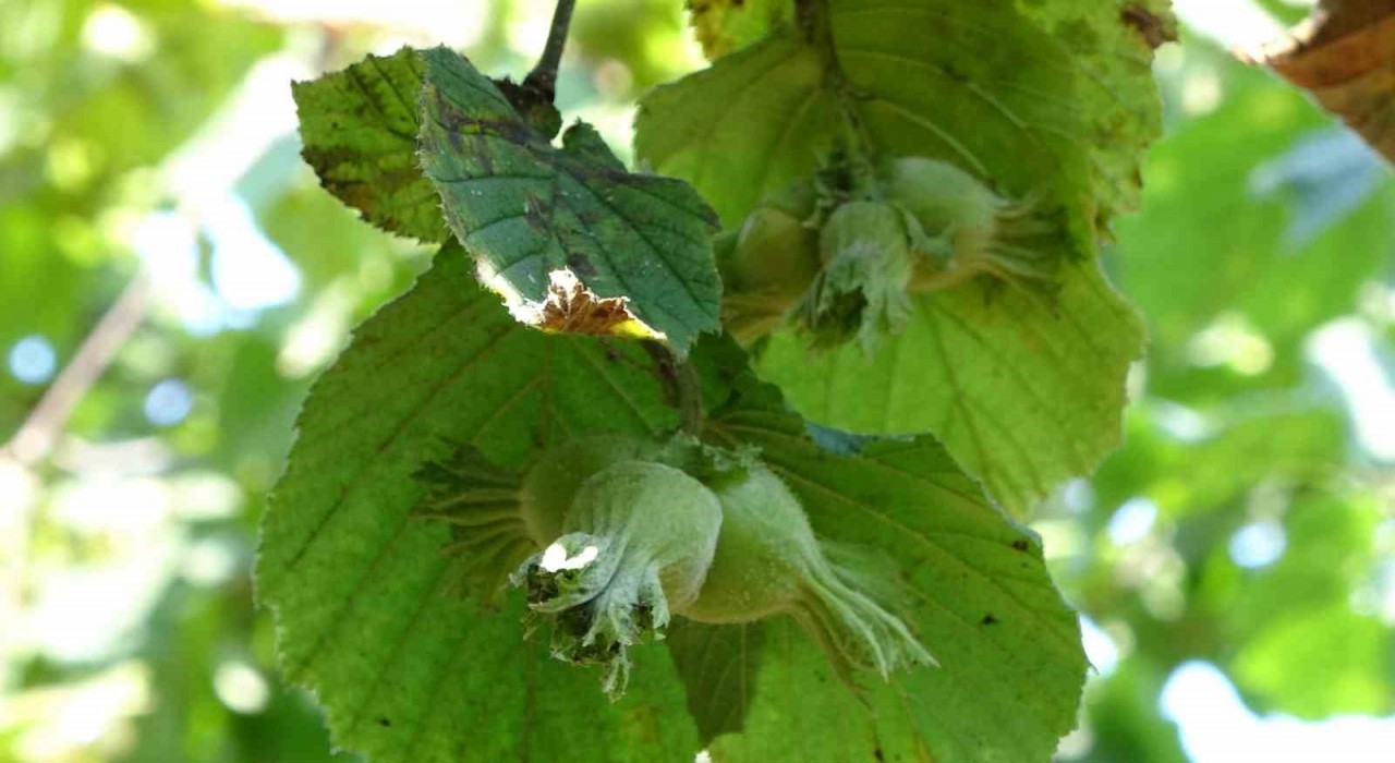 Orduda fındık hasat tarihleri açıklandı: Üreticilere erken hasattan kaçının uyarısı
