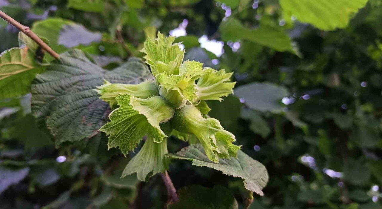 Orduda fındık toplama işçi ücreti bin 200 TL olarak belirlendi