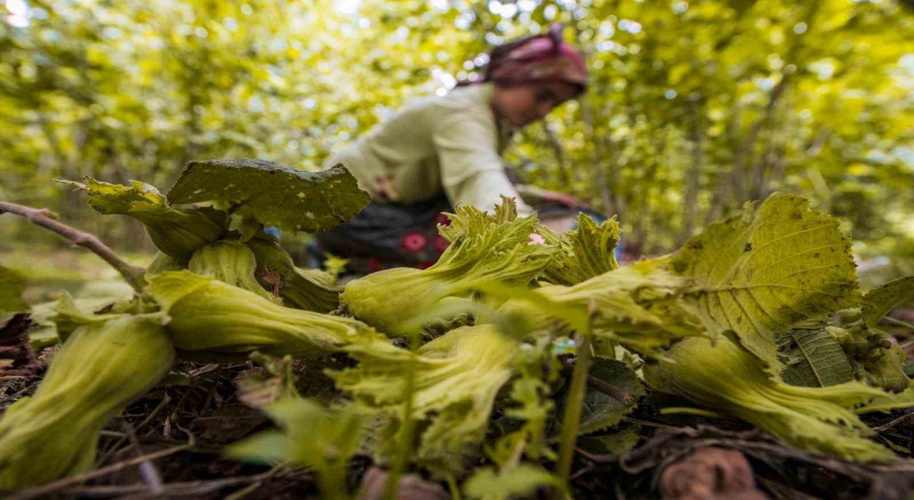 Orduda fındık toplamaya rekor başvuru