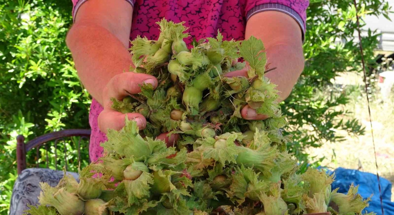 Orduda taze fındık tezgahlarda: Kilosu 200 TL