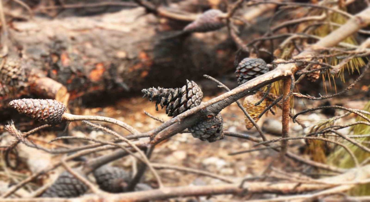 Orman yangınında alevlerin arasında kalan kadın böyle kurtarılmış